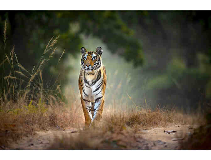 Tigress Strolling Portrait - Photo Print on Canvas