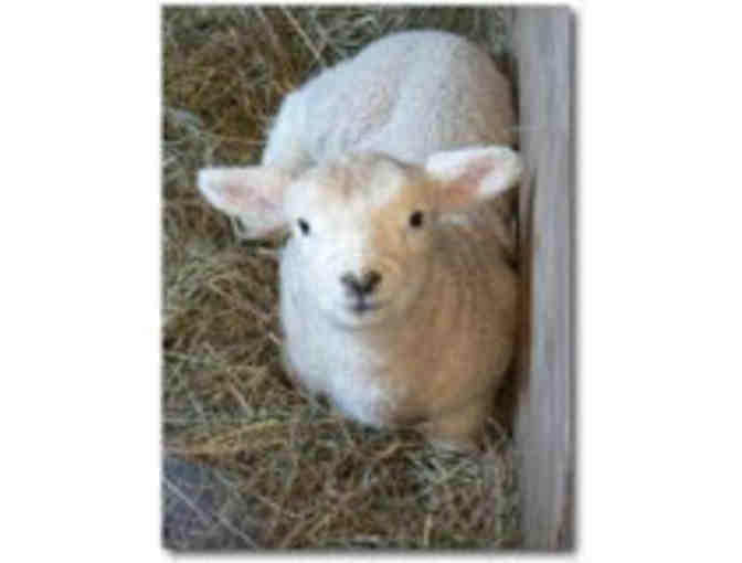 Boston Nature Center - Birthday Certificate