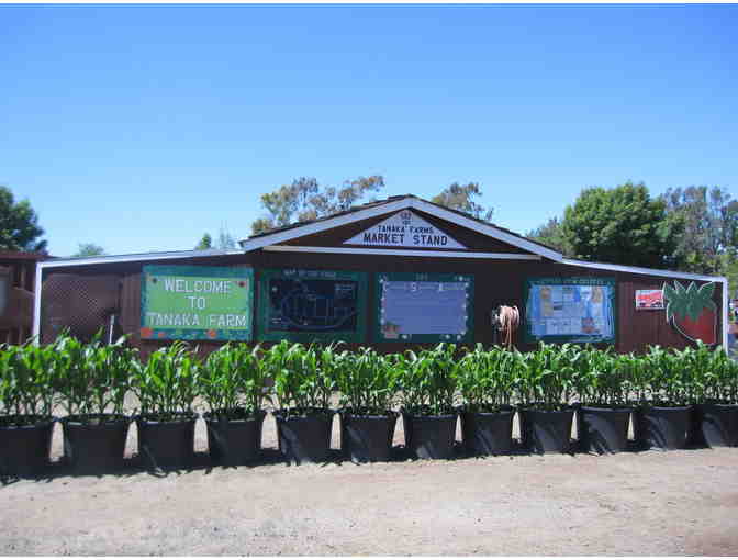 Tanaka Farms - 4 Passes to the Strawberry, Watermelon or Pumpkin Patch Tour!