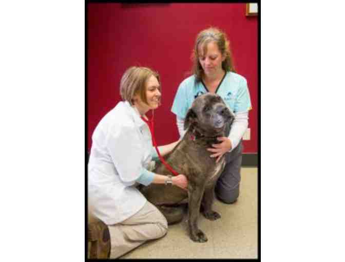 Oral health check and dental cleaning for a cat or a dog