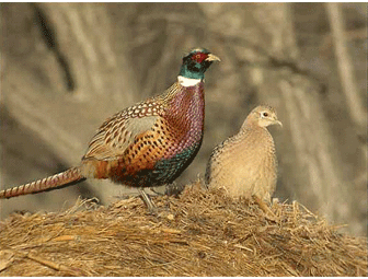 10 Bird Pheasant Hunt Package