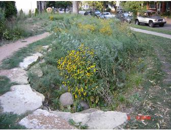 Wildlife Thicket or Native Garden Installation