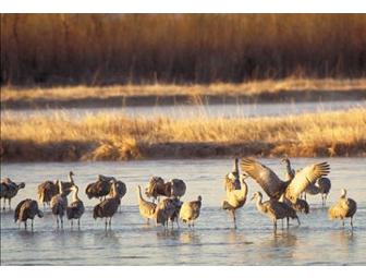 Behind-the-Scenes Tour of the International Crane Foundation and the Aldo Leopold Shack!