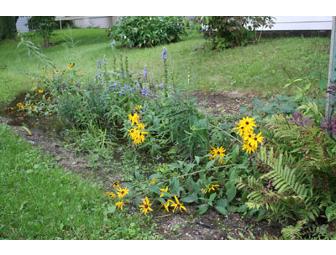 Landscape Restoration/Native Landscaping Consulting