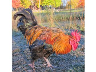 Nami Moon Farms Product