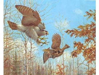 Owen Gromme Goshawk and Ruffed Grouse Limited Edition Print