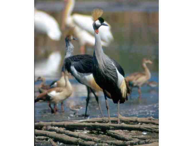 Behind-the-Scenes Tour of the International Crane Foundation