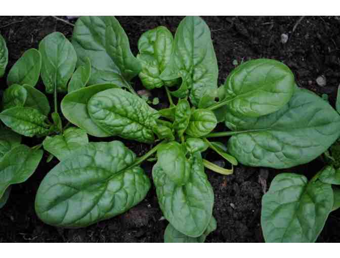 $25 Gift Certificate to Evergood Farm