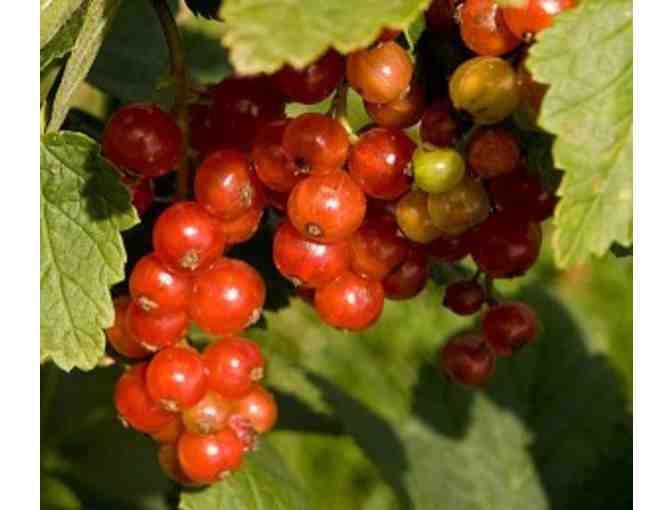 Fifty Dollar Gift Certificate to The Summer Kitchen