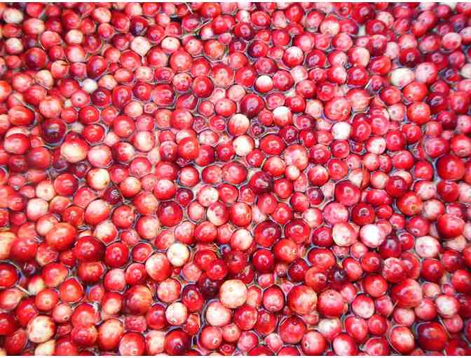 Pick Wild Cranberries in the Northwoods