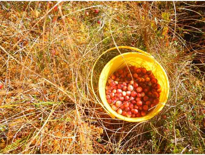 Pick Wild Cranberries in the Northwoods