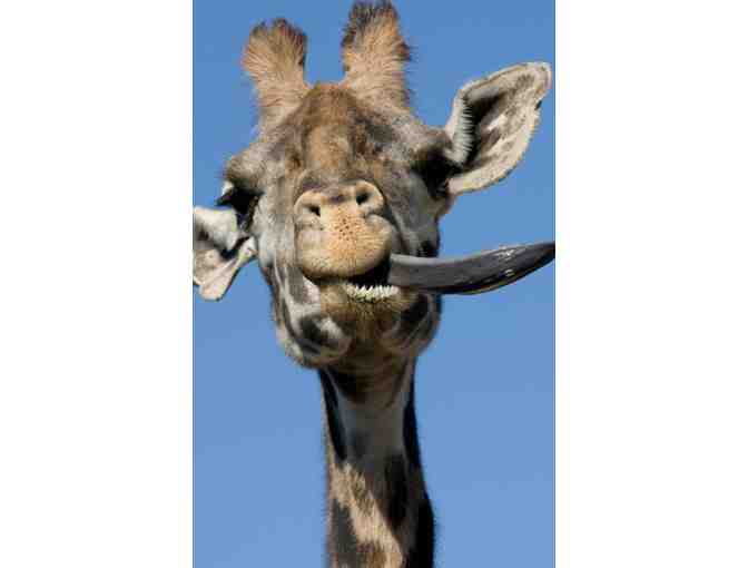 Safari West Family Experience