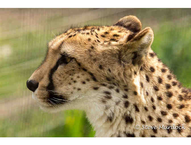 Safari West Family Experience
