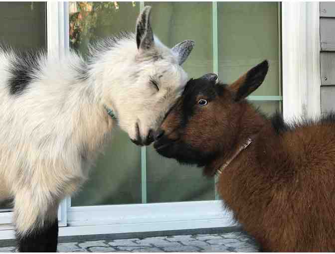 Birthday Party OR Play Date with Lucky and Totoro - the Nigerian Dwarf Goats!