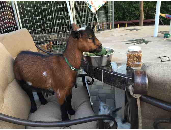 Birthday Party OR Play Date with Lucky and Totoro - the Nigerian Dwarf Goats!