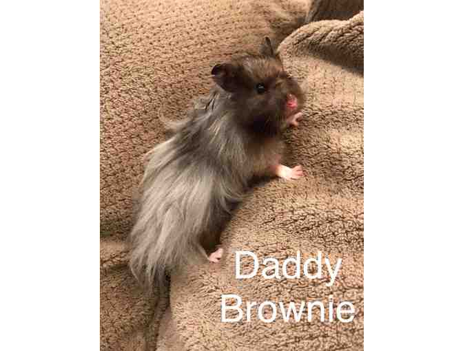 Brownie's Teddy Bear Hamster Baby Cannoli (Female)