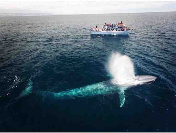 FAMILY FUN: MEDIEVAL TIMES, WHALE WATCHING, PAINTBALL, AQUARIUM OF THE PACIFIC & MORE