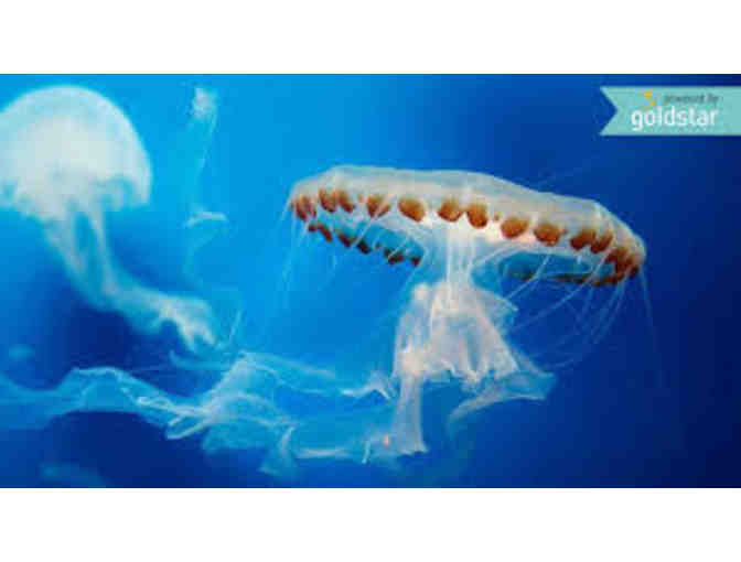 FAMILY FUN: MEDIEVAL TIMES, WHALE WATCHING, PAINTBALL, AQUARIUM OF THE PACIFIC & MORE