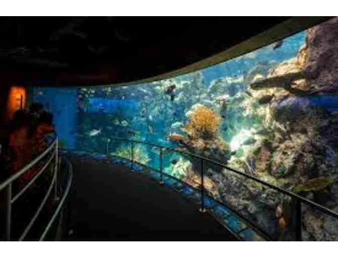 FAMILY FUN: MEDIEVAL TIMES, WHALE WATCHING, PAINTBALL, AQUARIUM OF THE PACIFIC & MORE