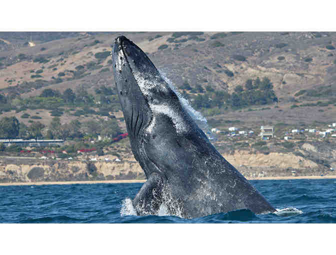WHALE WATCHING OUT OF NEWPORT BEACH