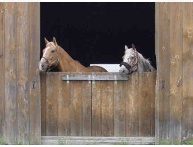 Thistle Ridge Equestrian Centre Riding Lesson Package