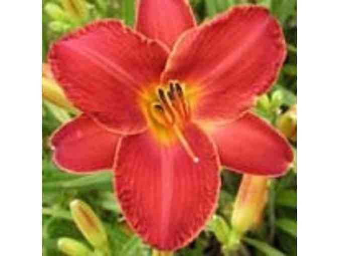 O'Donal's Nursery Gift Certificate for Three Barth Daylillies