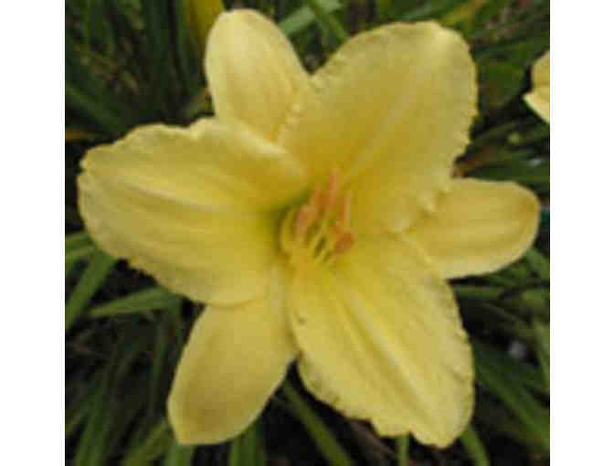 O'Donal's Nursery Gift Certificate for Three Barth Daylillies