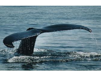 Vacation in America's Home Town - Plymouth - Plus Adopt a Whale!