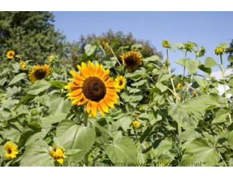 Honeyrun Farm Gourmet Gift Basket