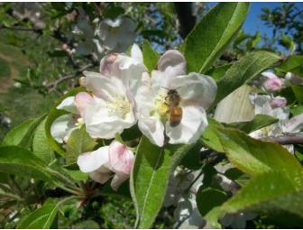 Honeyrun Farm Gourmet Gift Basket