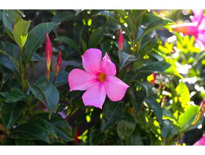 Marina del Rey Garden Center - $50 Gift Card