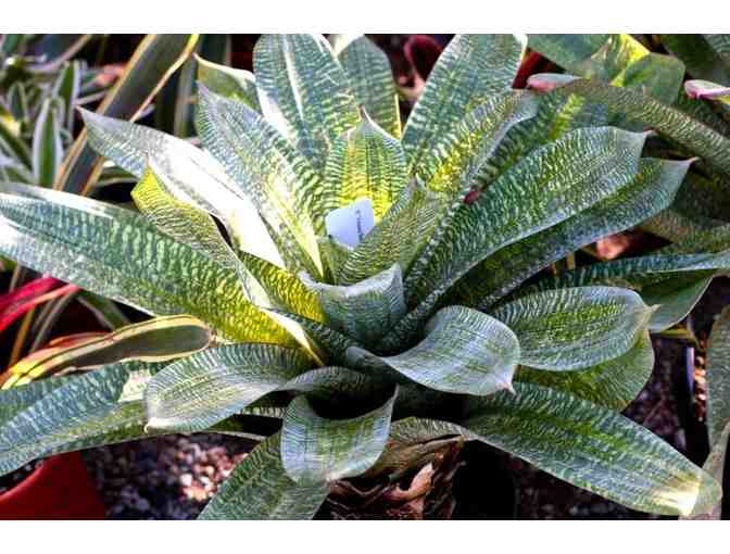 Marina del Rey Garden Center - $50 Gift Card