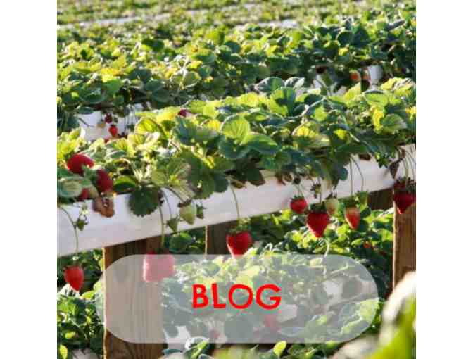 Tanaka Farms - Four (4) Entry Packages