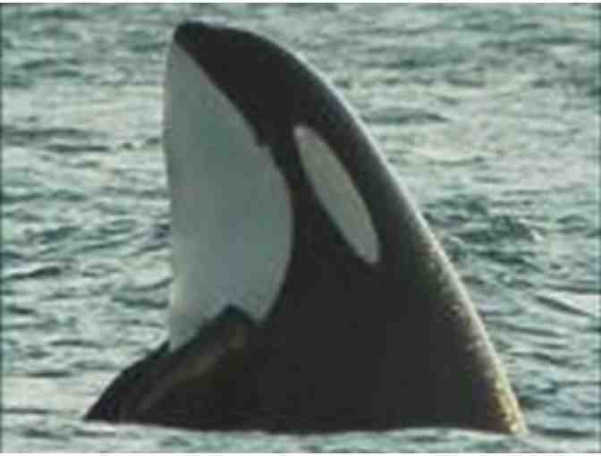 The Whale Museum - Membership & Orca Adoption
