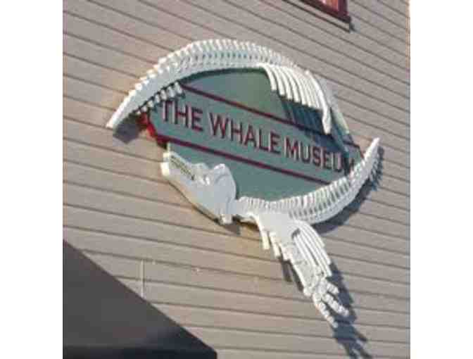 The Whale Museum - Membership & Orca Adoption