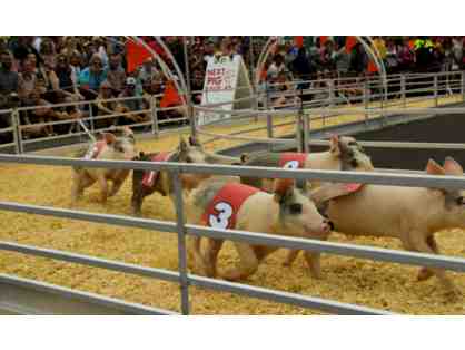 Name the World Famous Racing Pigs