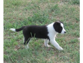 Border Collie Puppy