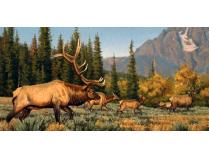 High Country Confrontation