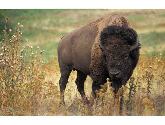 Wyoming Governor's Big Game Bison License