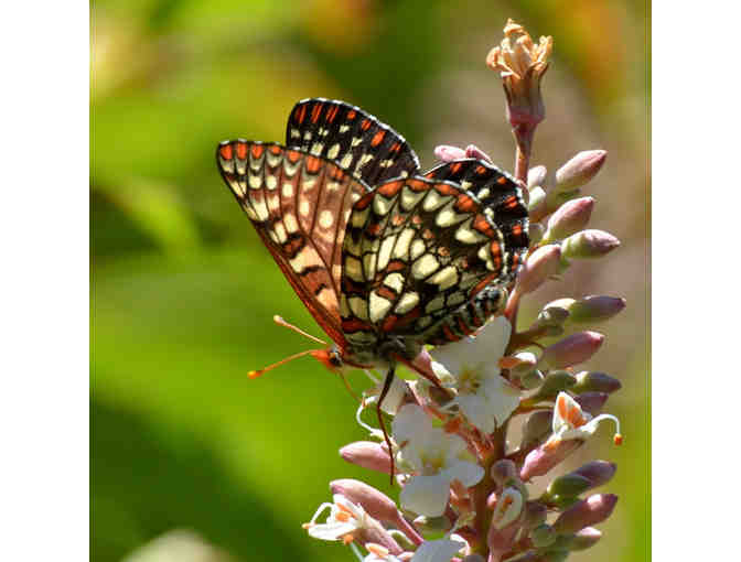 Wildlife Photography Class with Photographer at Arastadero Preserve - Saturday, May 16,