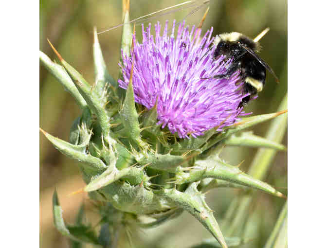 Wildlife Photography Class with Photographer at Arastadero Preserve - Saturday, May 16,