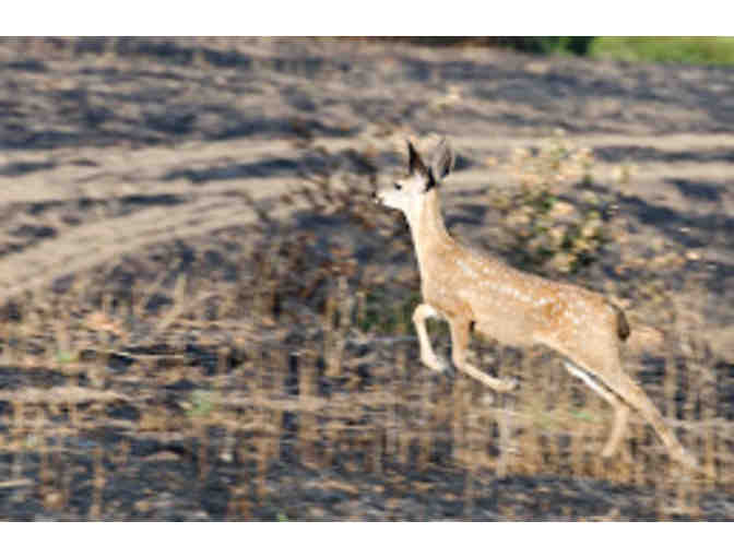 Wildlife Photography Class with Photographer at Arastadero Preserve - Saturday, May 16,