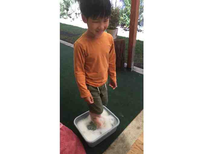 WSP Rose Kindergarten ' Rainbow Blooming Rose'