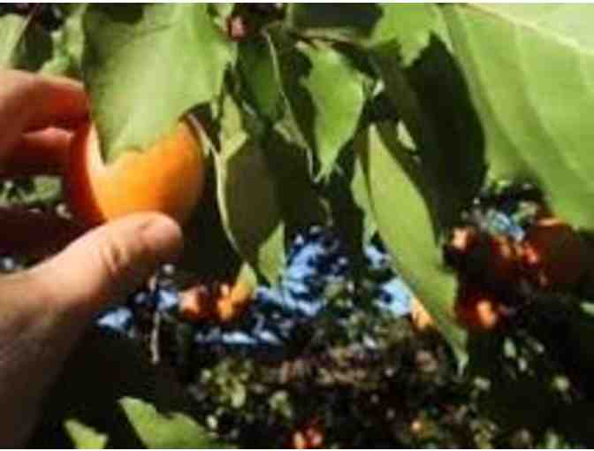 Private Apricot Picking at David Packard's Orchard for up to 3 Families