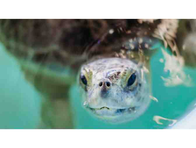 Clearwater Marine Aquarium
