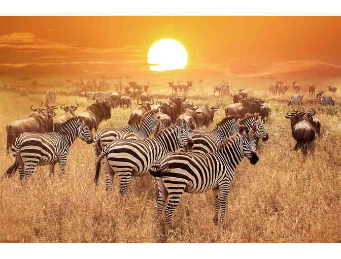 Wild Wonders African Photo Safari