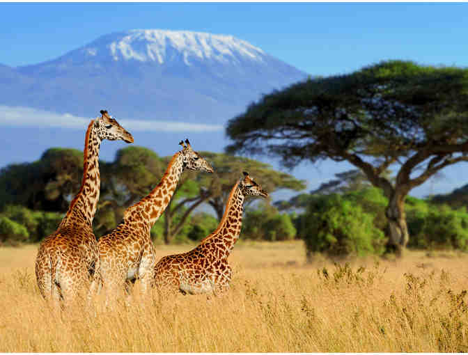 Wild Wonders African Photo Safari