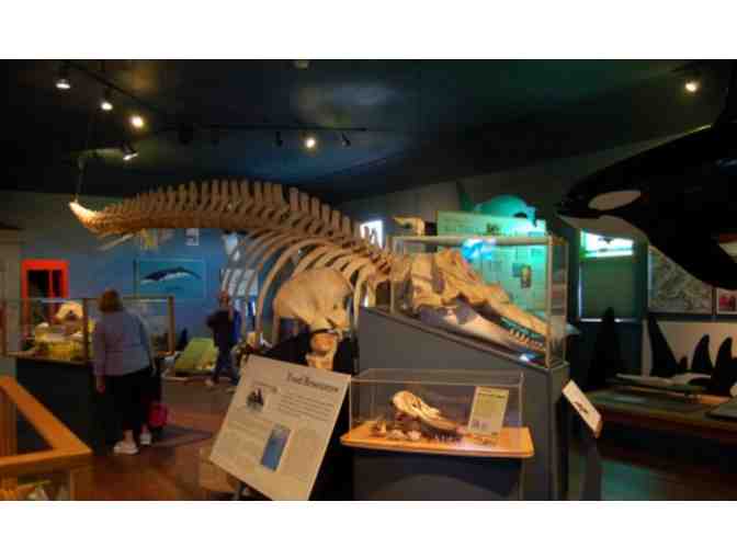 Eco Friendly Orca Adoption (Includes Whale Museum Membership)