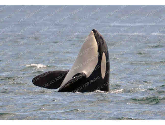 Eco Friendly Orca Adoption (Includes Whale Museum Membership)