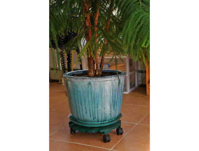 A friend of WXXI offers a potted 7.5 ft Norfolk Island Pine
